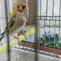 سهره کرمانی نر|پرنده|بجنورد, |دیوار