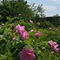 گل محمدی تازه فرخد عرقیات،شربت نعنا،شربت زعفران