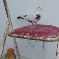 ماده دمبی عروسک