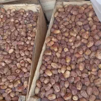 خرما زاهدی|خوردنی و آشامیدنی|اصفهان, شاه پسند|دیوار