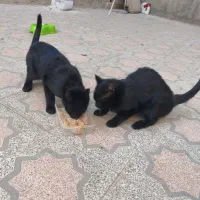 گربه / گربه خانگی / واگذاری|گربه|تویسرکان, |دیوار