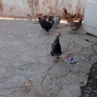 مرغ و خروس|حیوانات مزرعه|مشهد, دهشک|دیوار