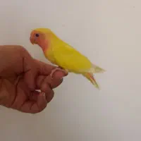 کوتوله زرد و عروس هلندی لوتینو دستی ورام|پرنده|قم, زند آباد|دیوار