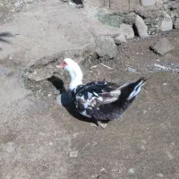 فروش اردک اسرائیلی نروماده