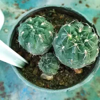 گل گیاه گلستان|گل و گیاه طبیعی|جیرفت, |دیوار