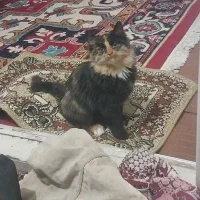 گربه خانگی خاص