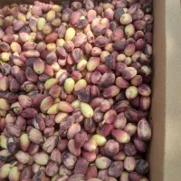 فروش پسته تازه|خوردنی و آشامیدنی|مشهد, فارغ التحصیلان|دیوار