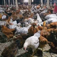 جوجه یک روزه تا بالغ ماکیان