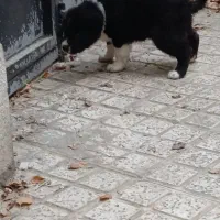 توله الابای