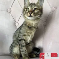 گربه واگذاری