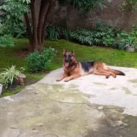 ژرمن شپرد اصیل آماده کشش