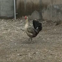 تخم نطفه دار گلین لری