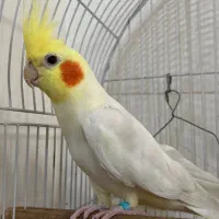 عروس هلندی نر دستی