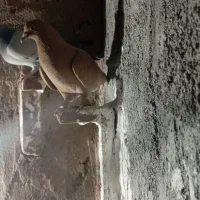 نر مایه زرد|پرنده|زرند, |دیوار