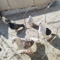 کفتر دو کت|پرنده|فلاورجان, |دیوار