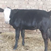 گاو گوساله ماده گوساله نر نوبر|حیوانات مزرعه|مرودشت, کناره|دیوار