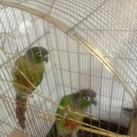 جفت طوطی گرینچی حال حلقه دار تعین جنسیت شده|پرنده|مشهد, کوی ولیعصر|دیوار