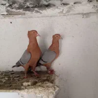 یجفت سینه افغانی آرشینگل