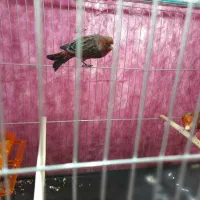 قناری سوخته سرخ|پرنده|کرمان, |دیوار