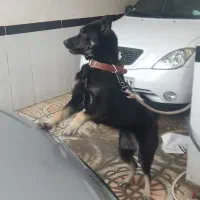 سگ نژاد دار میکس ژرمن بلک  ورک با آگوتی