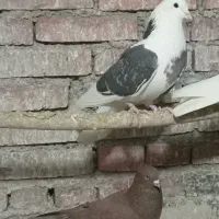 بدون عیب ایراد|حیوانات|نقده, |دیوار