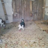 3تا کفتر گرفتنی|پرنده|شیراز, شهرک صدا و سیما|دیوار