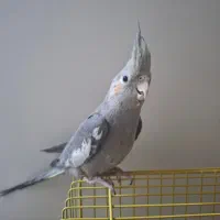 عروس هلندی|پرنده|فولادشهر, B5|دیوار