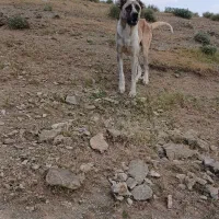 سگ سرآبی|سگ|شیروان (لرستان), |دیوار