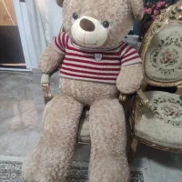 خرس تدی