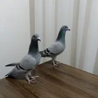 کبوتر  پلاکی