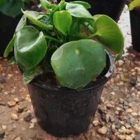قطره باران|گل و گیاه طبیعی|اصفهان, زاجان|دیوار