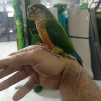 گرینجیک|پرنده|گرگان, |دیوار