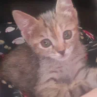 واگذاری رایگان