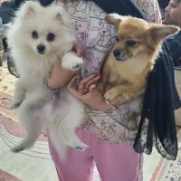 سگ پامرنین حیوانات|سگ|بندر انزلی, متروپل|دیوار