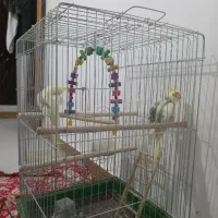 دوعددعروس هلندی نرو ماده باقفس ولونه فروشی|پرنده|نوبران, |دیوار