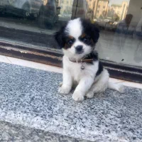 شیتزو کراس عروسکی