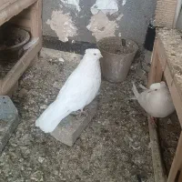 ۷ جفت کبوتر ناب بدون عیب ایراد و اهلی