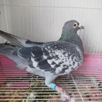 دونهی 200|پرنده|حاجی آباد, |دیوار