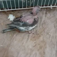 طوطی عروس هلندی