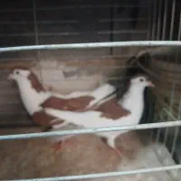 کفتر|پرنده|سراجو, |دیوار
