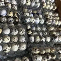 تخم بلدرچین