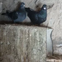 کفتر المانی