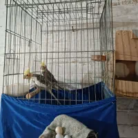 عروس هلندی با تخم