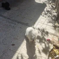 سگ پاکوتاه سفید