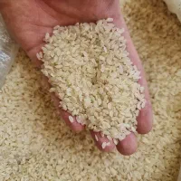 برنج آشی درجه یک.