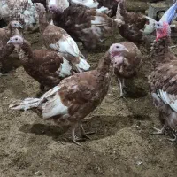 تخم نتفەدار بوقلمون