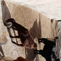 خرید بزغاله|حیوانات مزرعه|رادکان, |دیوار