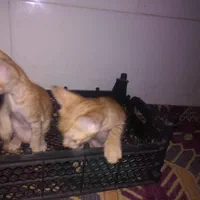 بچه گربه های زیبا