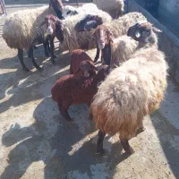 ۷راس میش وبره ۴دندان