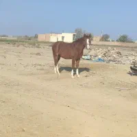 اسب فروشی|اسب و تجهیزات اسبسواری|قم, جمکران|دیوار